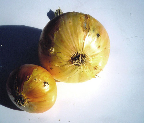 wireworm damage on onion